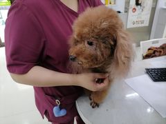 -瑞鹏宠物医院·微创内窥镜·骨外科·牙科(翠竹分院)