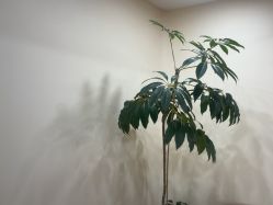 -HEYAN荷妍专业脱毛连锁机构