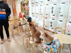-柴迷FANS CLUB·柴犬狗咖·猫咖