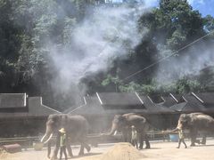 -野象谷景区