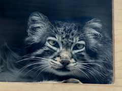 -青藏高原野生动物园