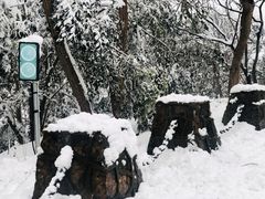 -紫金山山顶公园