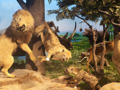 -国家自然博物馆