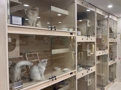 -当汪遇见喵宠物店