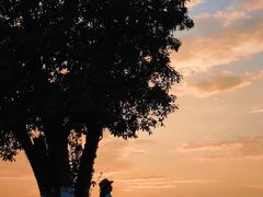 -瑶湖郊野森林公园