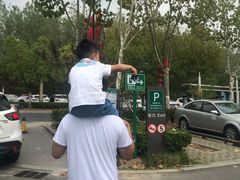 -合肥滨湖国家森林公园