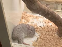 -龙猫仔乐园(惠福东路店)