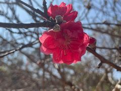 -南国桃园旅游度假区