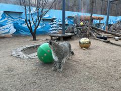 -青藏高原野生动物园