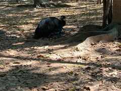 -广东茂名森林公园