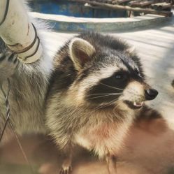 -萌宠亲子动物乐园(槐房万达店)