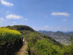 -桑洲油菜花景区