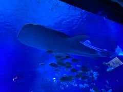 -烟台海昌鲸鲨海洋公园