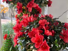 -FEI FEI FLOWER鲜花店·气球派对·宝宝宴布置(虹口德必运动Loft店)