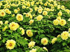 -曹州百花园