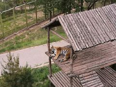 -青藏高原野生动物园