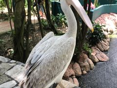 -吉隆坡雀鸟公园