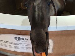 -中国马镇舞马世界主题乐园