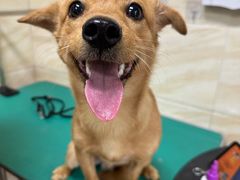 -安安宠医·安宠宠物医院