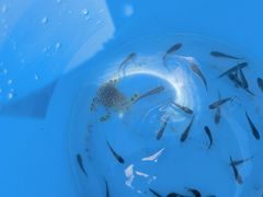 -日照海滨国家森林公园
