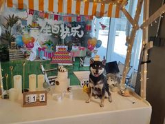 -百好乐宠物友好餐厅(朝外大街店)