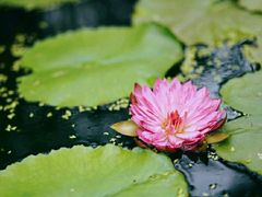-国家植物园