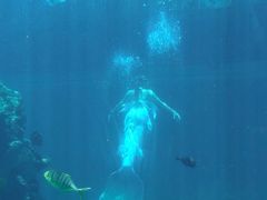 -海棠湾洲际-涛·海底餐厅·美人鱼·自助餐·海底隧道