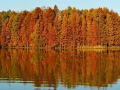 -上海海湾国家森林公园