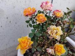 -安琪朵朵独栋花园月子中心