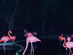 -清迈夜间动物园