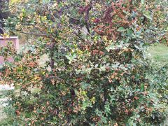 -济南国际园博园