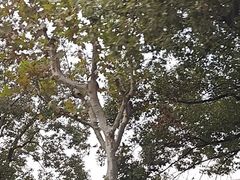 -九老汉·川渝江湖菜(合川路2店)