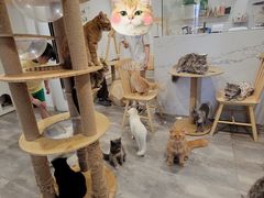 -楼上猫咖(罗湖店)