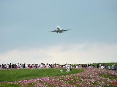 -空港花田景区