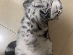 -lincat·猫舍(广州店)