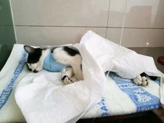 -康旭宠物医院(郑州总院)