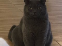 -喵小馆·猫咖狗咖猪咖·饮品店