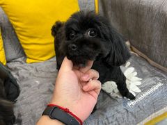 -PETKIT 小佩宠物·低压洗护·美容·寄养(安远店)