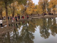 -金塔沙漠胡杨林景区