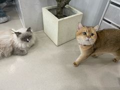 -共舞时光猫咖·狗咖(新街口店)