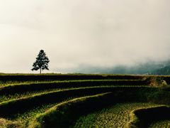 -紫鹊界梯田景区