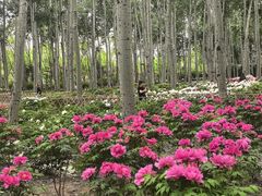 -仁和公园(顺义区)