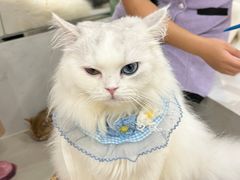 -共舞时光猫咖·狗咖(新街口店)