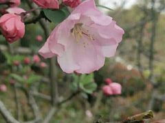 -昆山城市生态森林公园