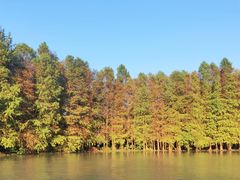 -上海海湾国家森林公园