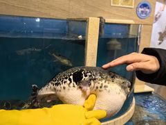 -天正河鲀·河豚亭(大连店)