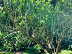 -中国科学院西双版纳热带植物园