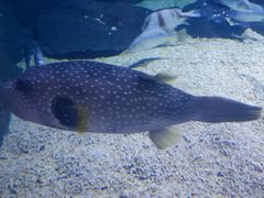 -烟台海昌鲸鲨海洋公园