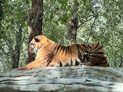 -北京野生动物园