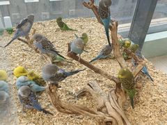 -怪兽屋·羊驼·猫咖·狗咖(俊华广场店)